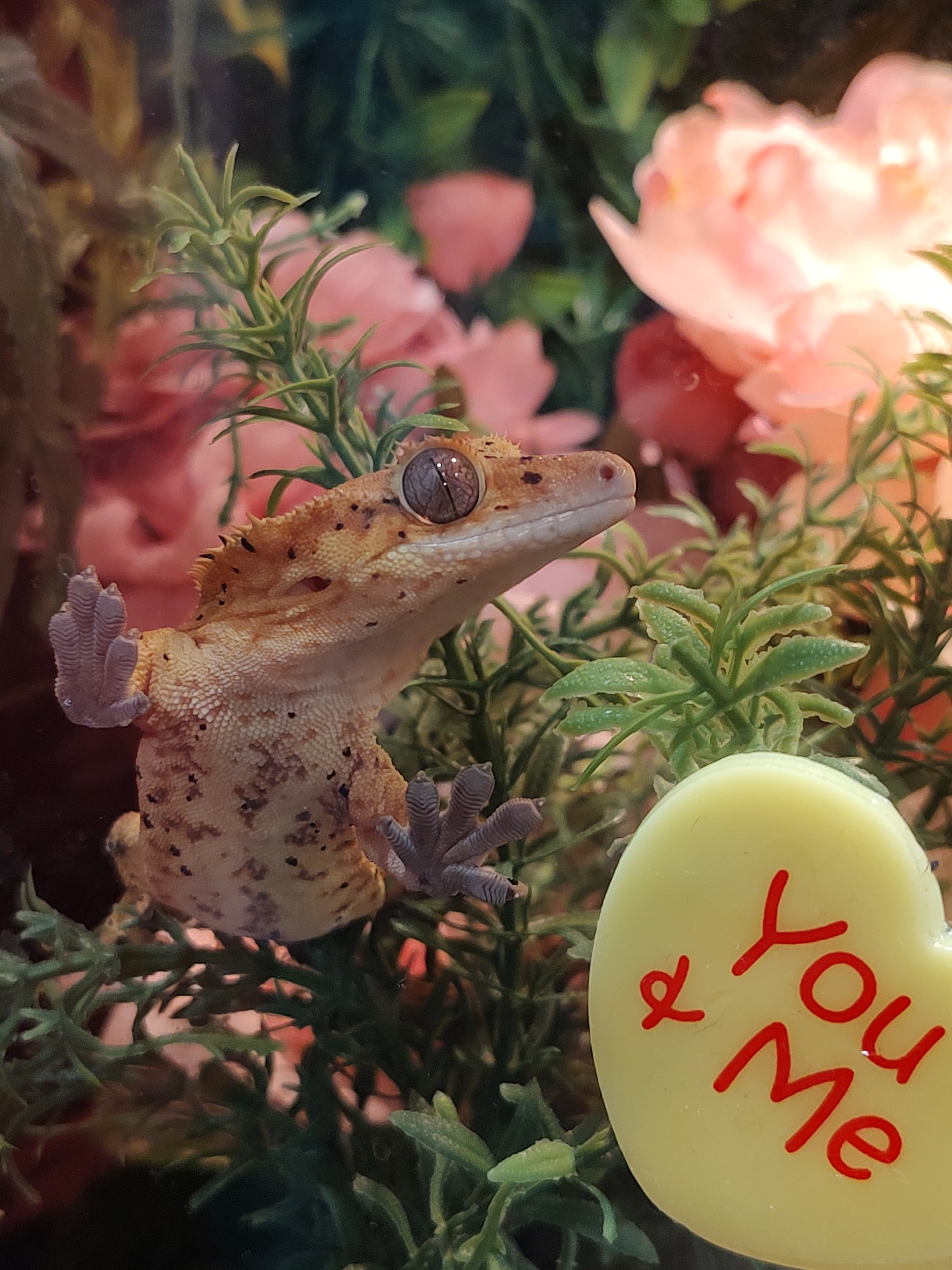 Miss Ubbe — Happy New Home!