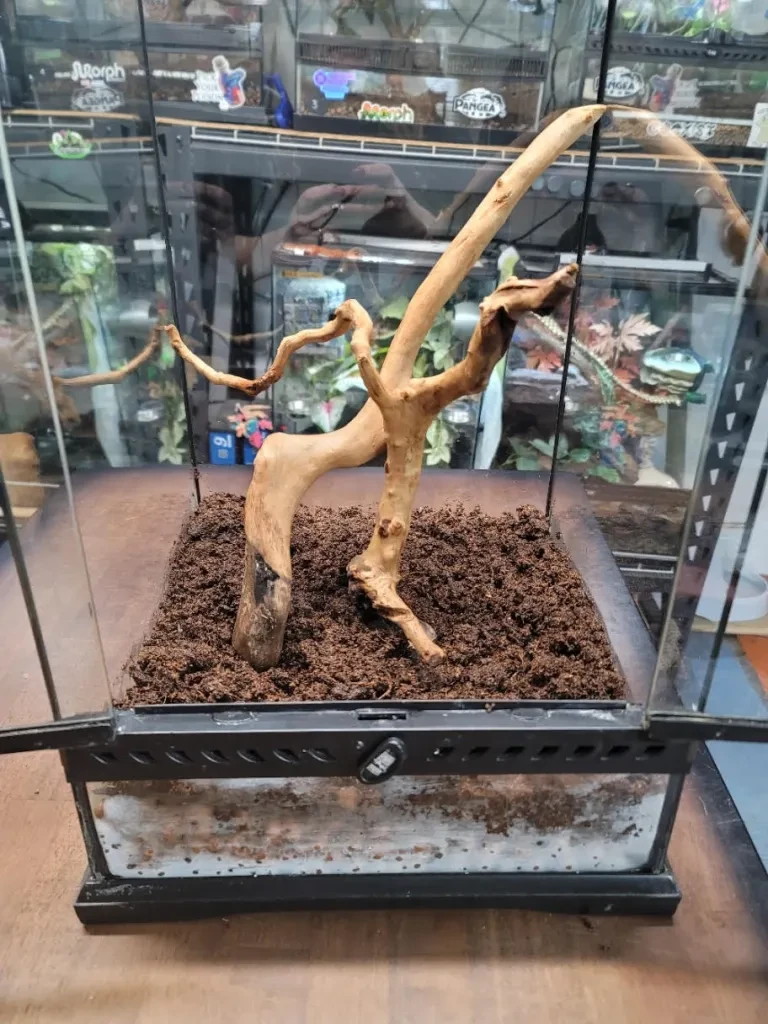 Spider wood branch placed in terrarium with substrate