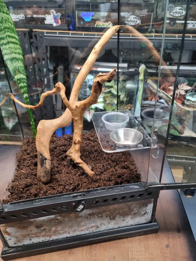 Magnetic feeding ledge with two cups mounted in terrarium