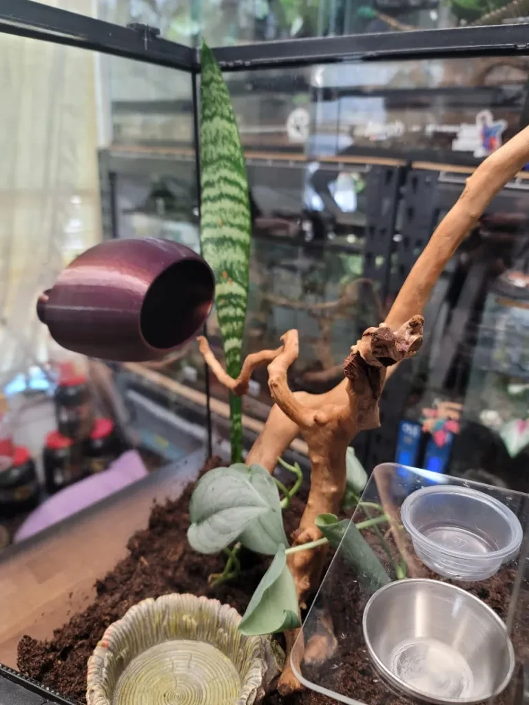 Hide and plants added to terrarium setup