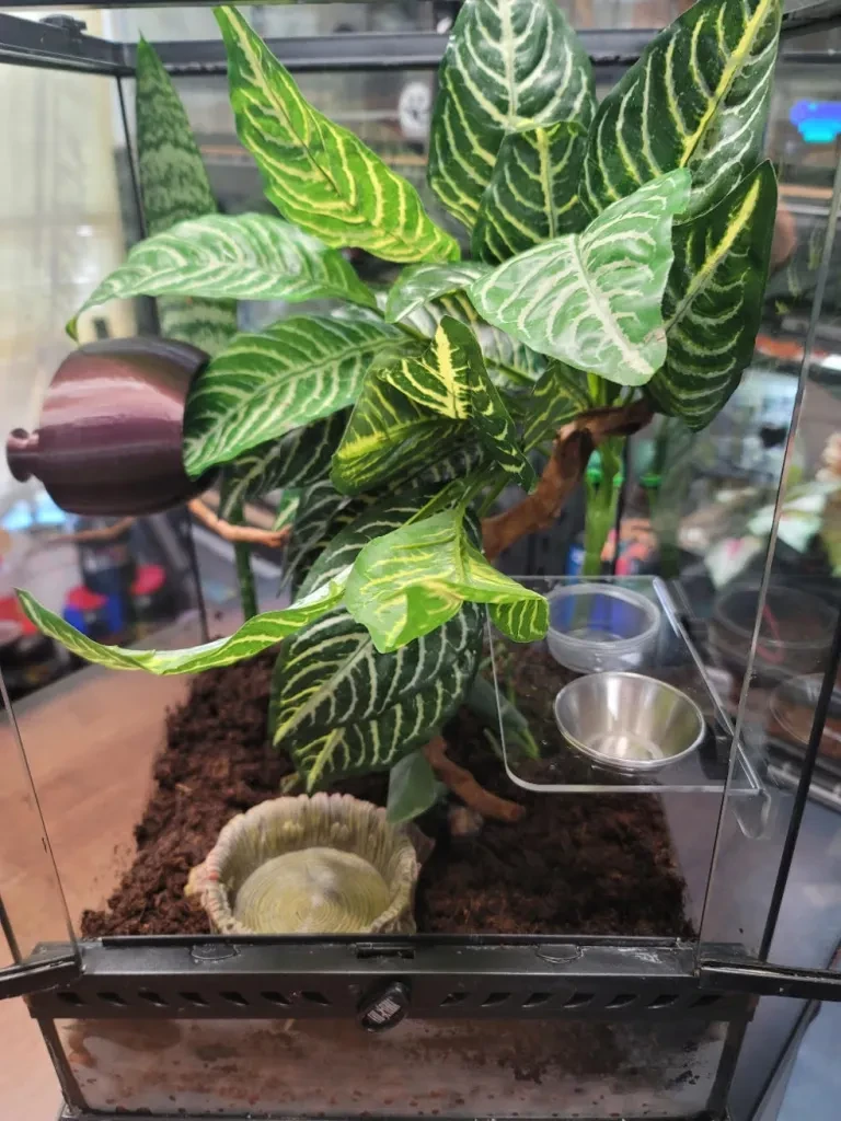 Finished terrarium with live and plastic plants