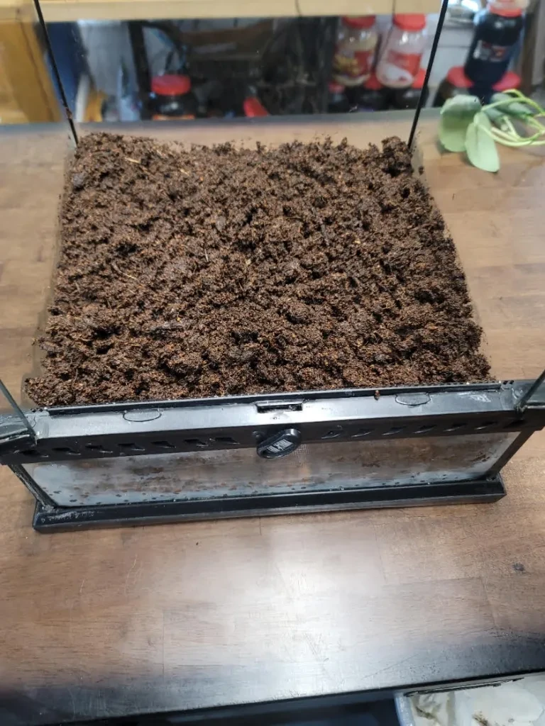 Coco fiber substrate added to terrarium