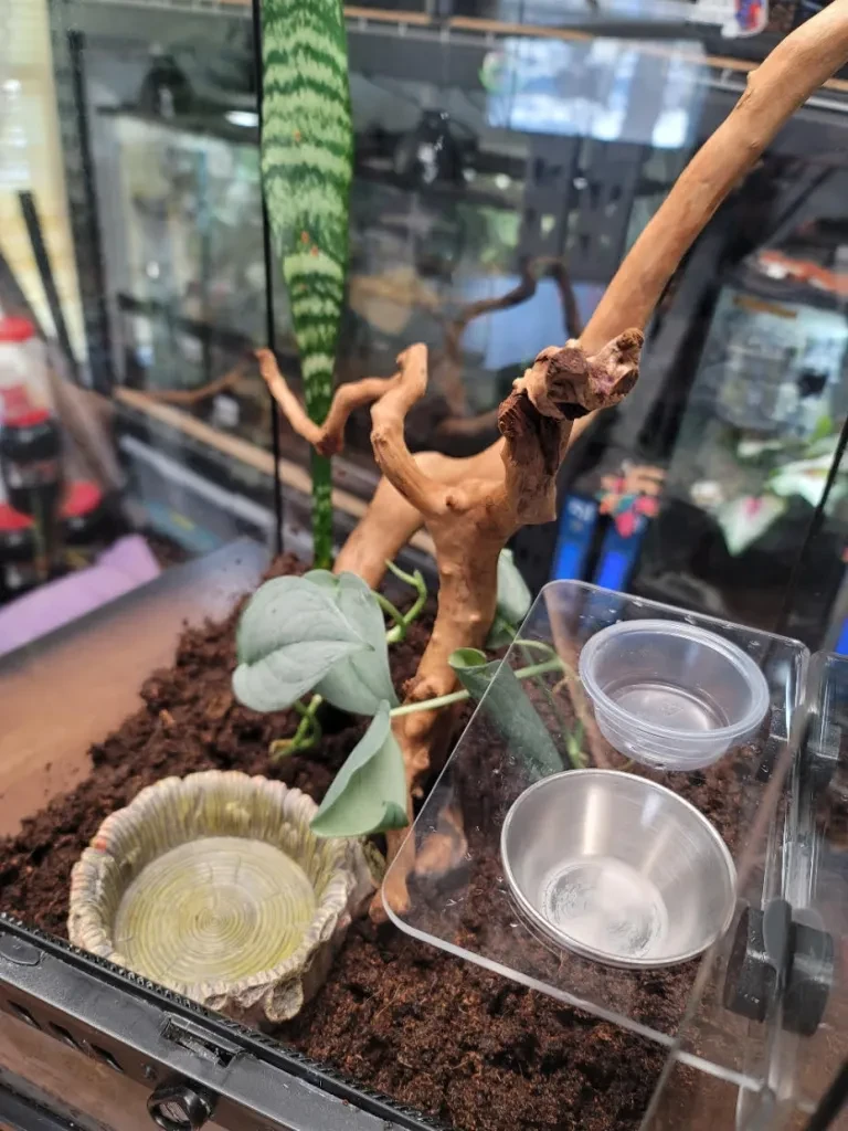 Ground water dish placed in terrarium