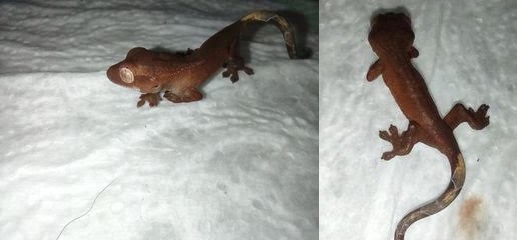 Java's first babies from Willow Tree Geckos (Mocha and Decafe grandkids).