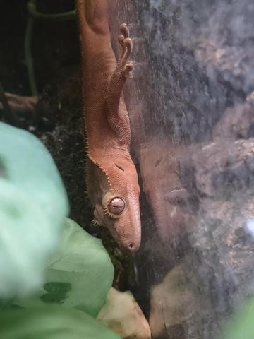 Apple now named Java at Willow Tree Geckos.