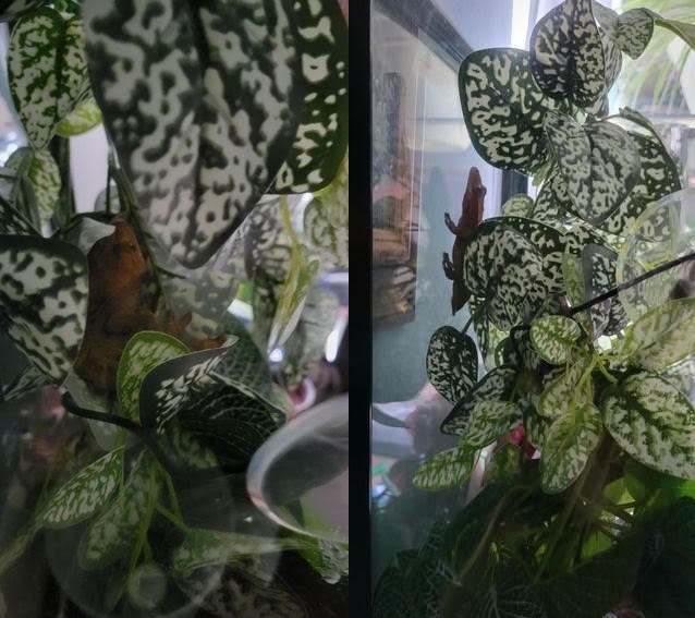 Shirley in his new home at Mother Elfin Ball Python's home.